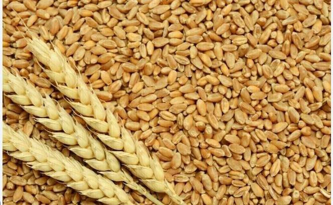 Wheat